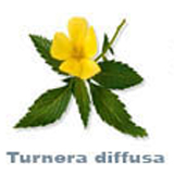 turnera diffusa w feminam libido